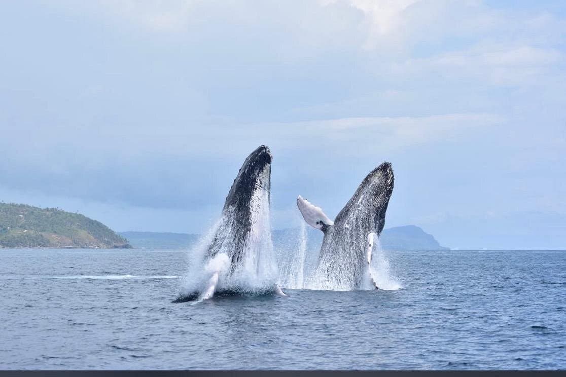 Excursión a Samaná miniatura 3
