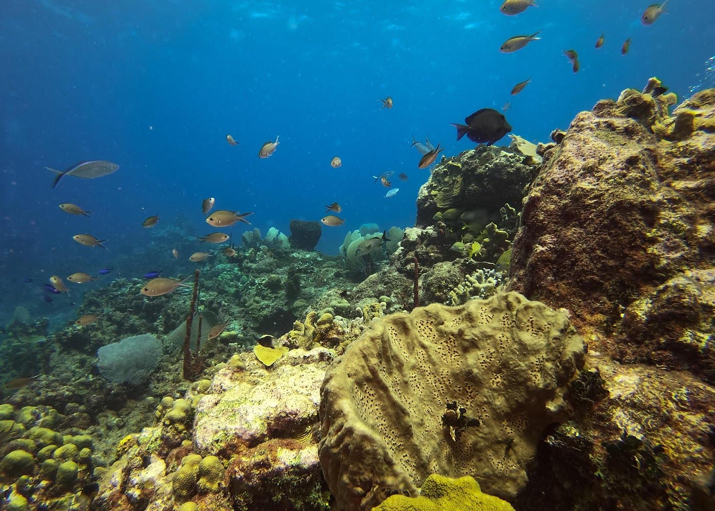 Excursión Isla Catalina miniatura 6
